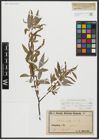Foto von Salix alba subsp. vitellina (L.) Arcang.